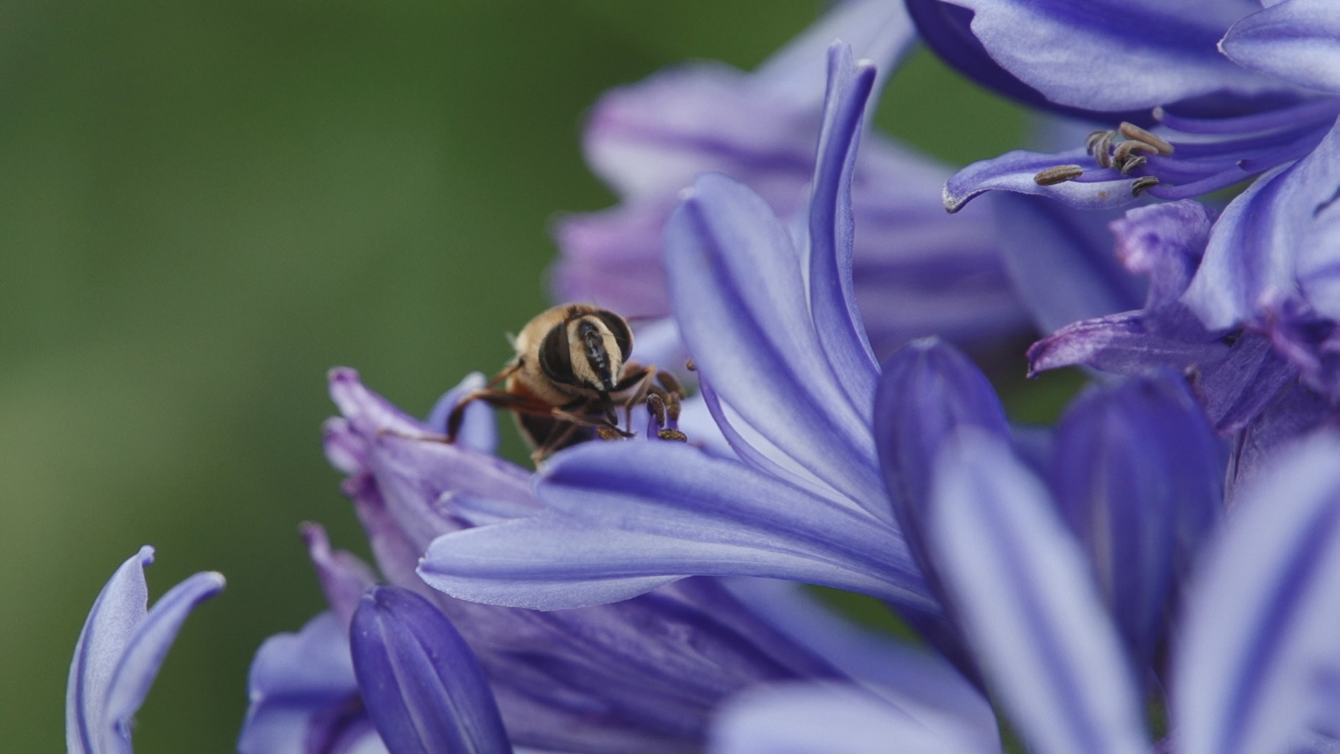 Paarse bloem met gezellig insectje close up