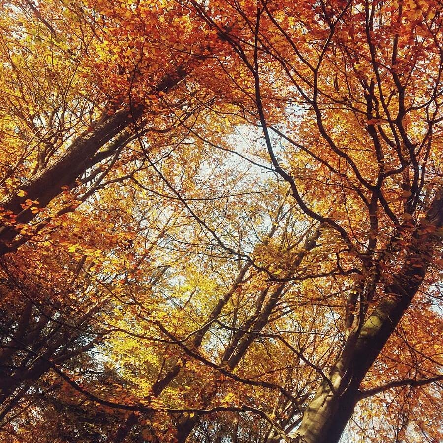 Herfstseizoenweken